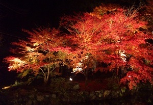 京都の紅葉ライトアップ